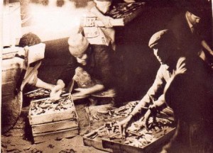 Spartizione pescato pescatori amanteani