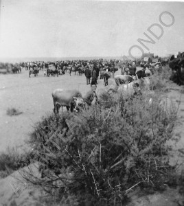 w fiera animali 1951 b_final