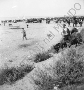 w fiera animali 1951_final