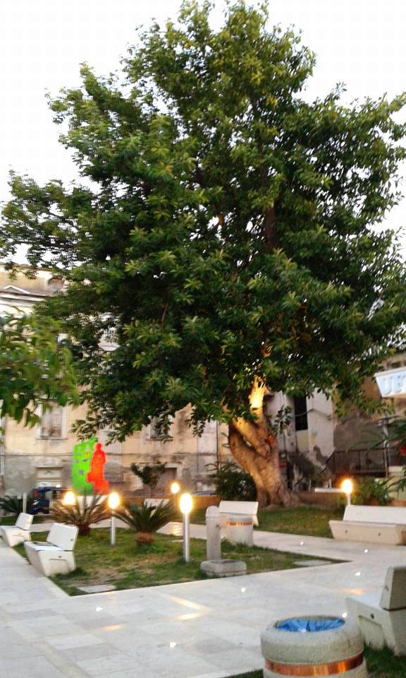 Il meraviglioso Ficus della Piazzetta